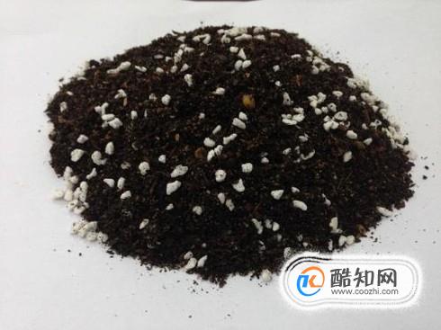 多肉酥皮鸭怎么养