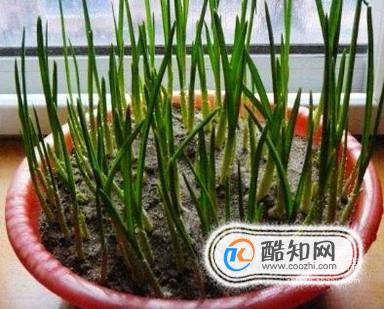 盆栽蒜苗的种植