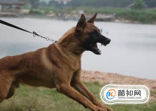 马犬幼犬怎么挑选