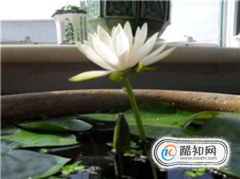 荷花缸养鱼如何保持水清澈