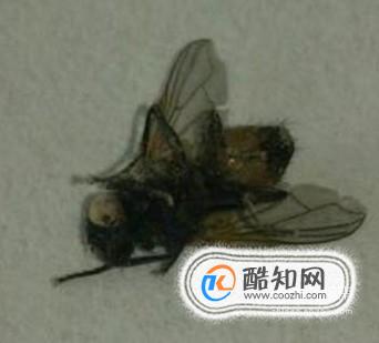 怎样灭掉烦人的苍蝇
