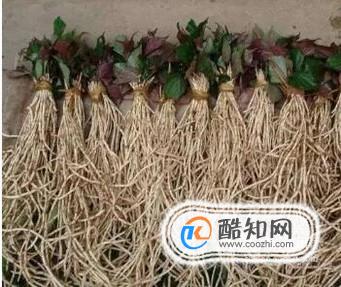 鱼腥草究竟是抗癌or致癌？