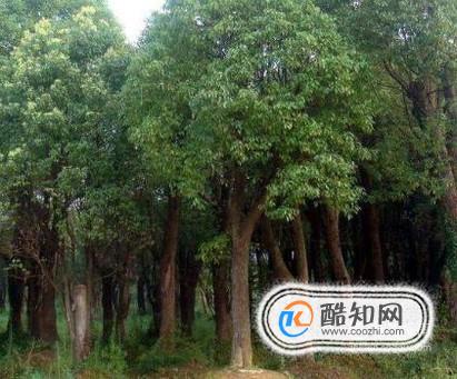 什么树比较容易种活