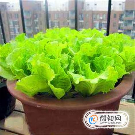 用花盆种蔬菜，丰富退休生活