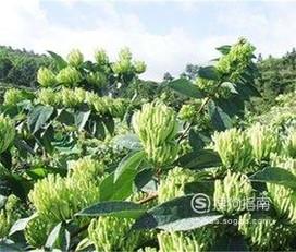 金银花加工详解