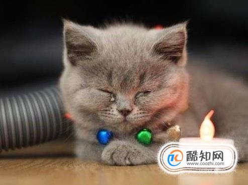 猫鼻支的症状，猫鼻支的症状表现