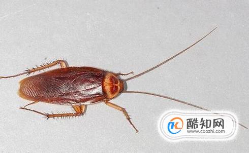 家庭如何灭蟑螂 灭蟑螂特效药哪种好