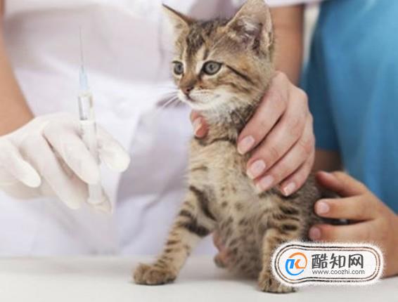 猫咪疫苗有哪些，都是什么时候用的呢？