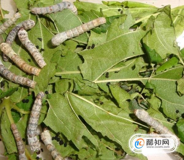 蚕宝宝不吃桑叶怎么办