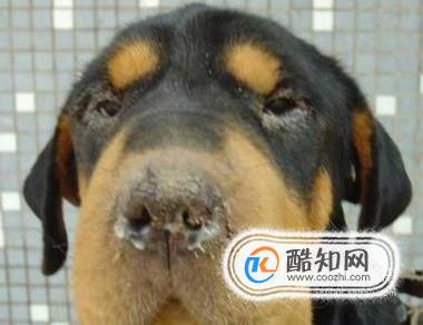 狗狗得了犬瘟（狗瘟）怎么办