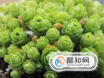 山地玫瑰夏天怎么养