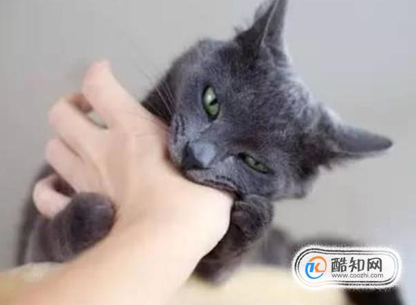 小猫咬人怎么办