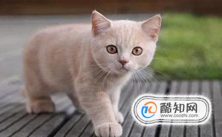 猫来穷，狗来富？