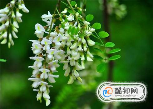 国槐花、洋槐花和红槐花三者的区别