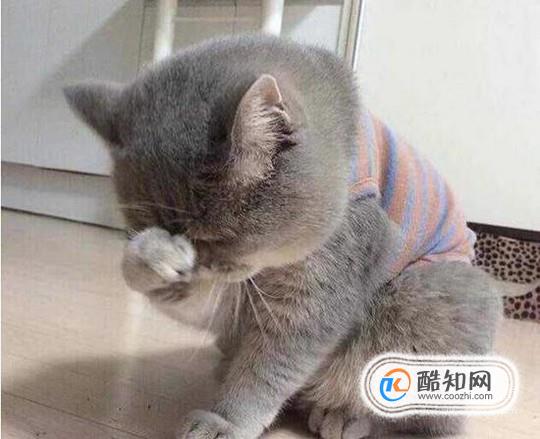 猫咪做错事后要如何教育？