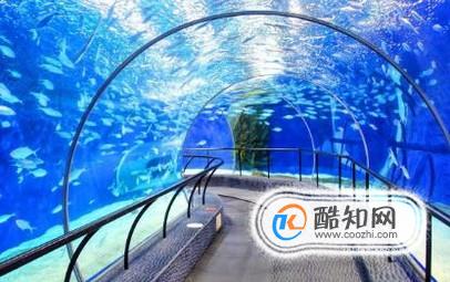 去上海海洋水族馆应该注意什么