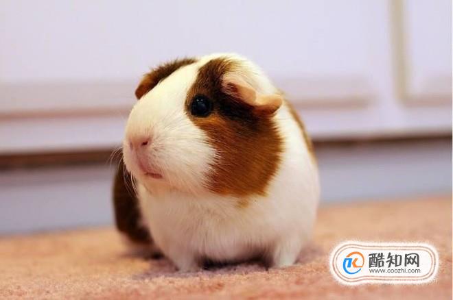 荷兰猪为什么晚上叫？