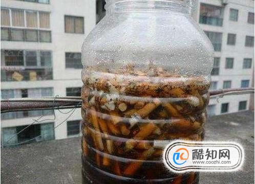 月季花上的绿色小虫子怎么杀