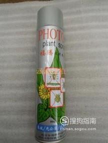 如何预防月季红蜘蛛