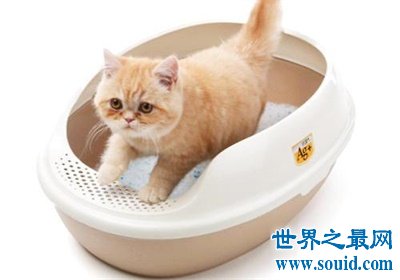 给自己家宠物猫用的猫砂你了解怎么挑选吗