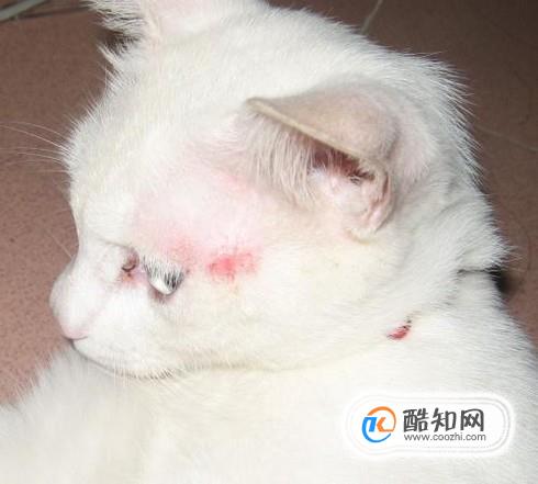 猫咪消化不良怎么办 猫咪消化不良吃什么