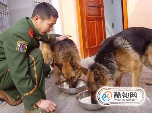 警犬为什么只能吃三四成饱