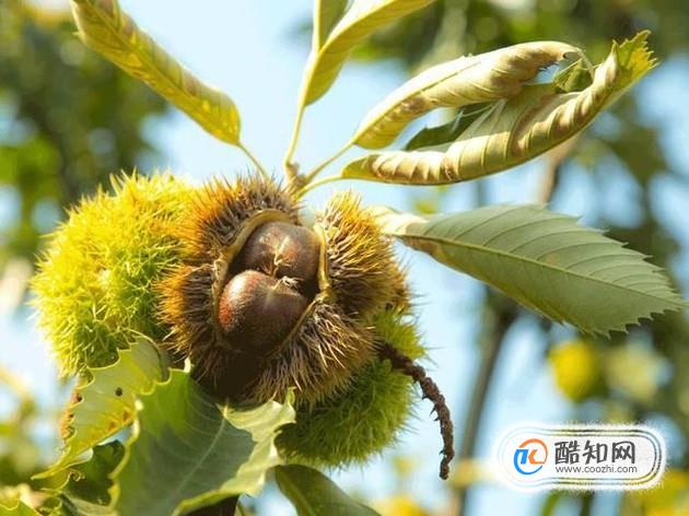 板栗的6大功效