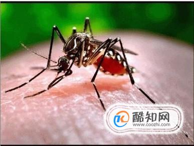 怎么防蚊驱蚊?