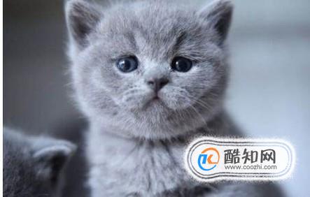 怎么把英短蓝猫养胖