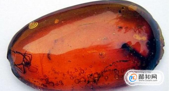 为什么琥珀中的生物不会腐烂
