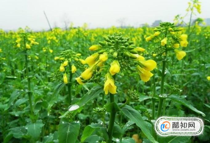 吃油菜有什么好处