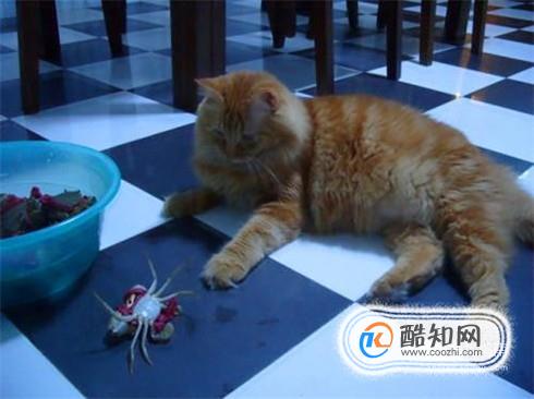 猫吃了螃蟹壳怎么处理