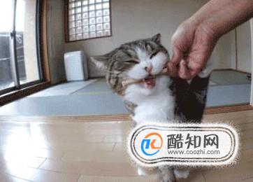 猫到新环境怎么安抚