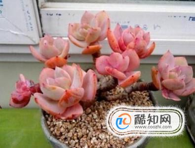 多肉植物白凤怎么露养