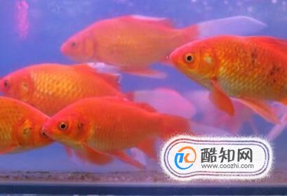 热带鱼金元宝怎么养