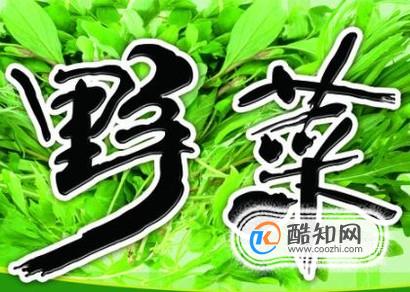 春季有哪些野菜可以吃？具体功效是什么？
