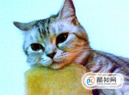 母猫闹猫什么症状,母猫闹猫了怎么缓解