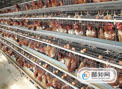 养鸡场鸡粪如何处理