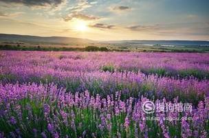 介绍几款驱蚊花草的用途