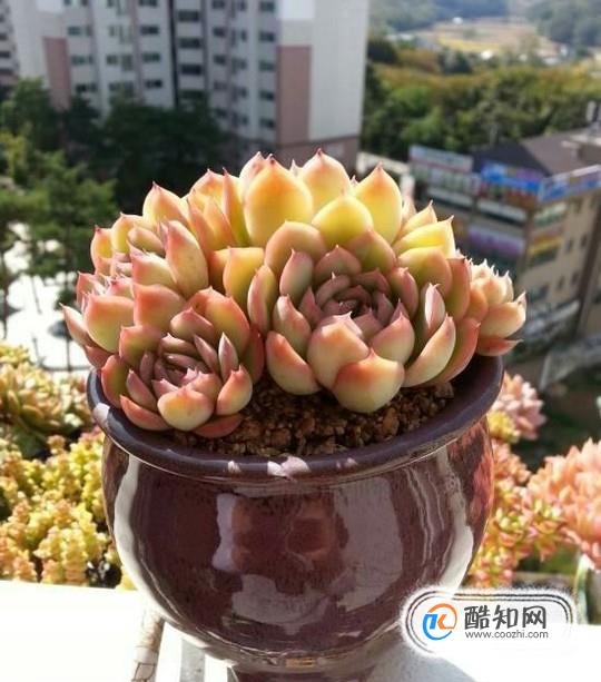 多肉长虫子怎么办