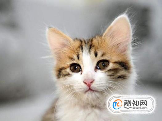 猫咪长不胖怎么办