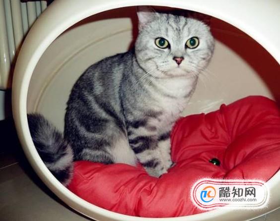 怎么做猫咪房子好看