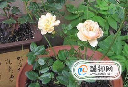 花盆种植月季花不开花的原因及解决办法？