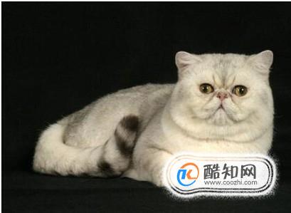 异国短毛猫怎么养