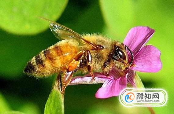 冬天的蜜蜂会被冻死吗？