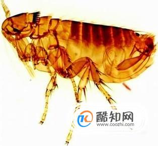 家里有跳蚤怎么办呢