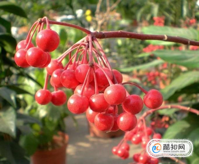 春节客厅养什么花好