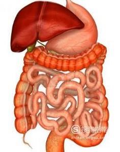如何让消化系统更充分利用
