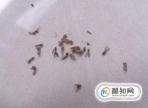卫生间有小飞虫怎么办