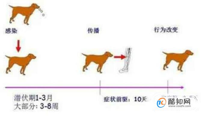 狂犬病一般多长时间会发作？